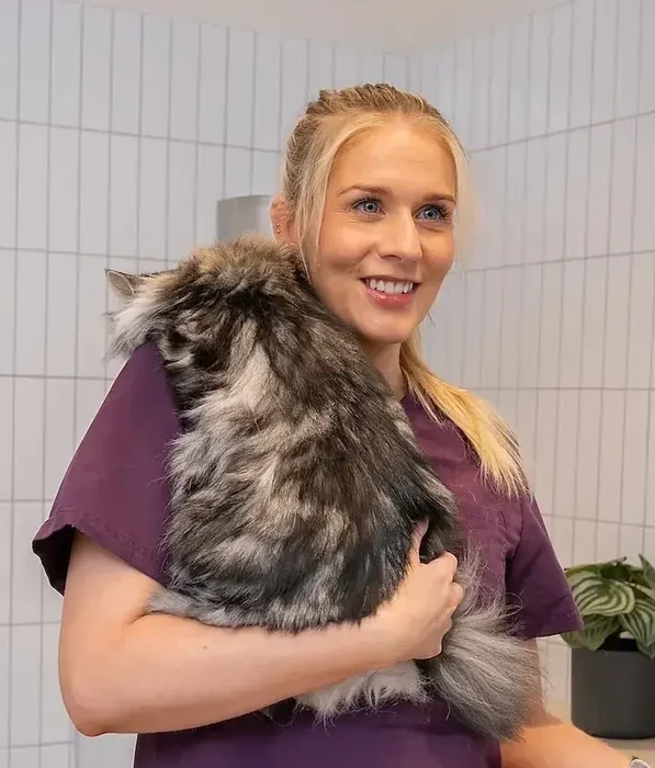 Rebecca Castle, Veterinary Surgeon at Creature Comforts, holding a long-haired cat